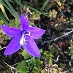 Campanula arvatica flower picture by Diego Alex (cc-by-sa)