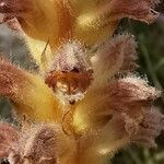 Orobanche pubescens d'urv. flower picture by Angelos (cc-by-sa)