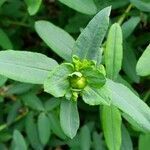 Hypericum frondosum leaf picture by Kym Nguyen (cc-by-sa)