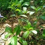 Ruellia tuberosa habit picture by Asim Kumar Mishra (cc-by-sa)