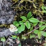 Ligustrum vulgare habit picture by Tolga COSKUN (cc-by-sa)