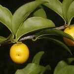 Ximenia americana fruit picture by Nelson Zamora Villalobos (cc-by-nc)