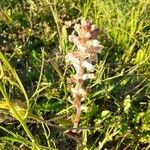 Orobanche minor habit picture by Prieta Javier (cc-by-sa)