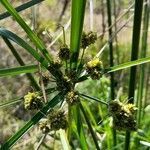 Cyperus entrerianus flower picture by Trap Hers (cc-by-sa)