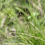 Carex bromoides flower picture by Maarten Vanhove (cc-by-sa)