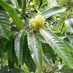 Castanea sativa fruit picture by alain Dupont (cc-by-sa)