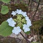 Viburnum lantanoides flower picture by Don Sadowsky (cc-by-sa)