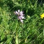 Orchis militaris flower picture by Aldo Avogadri (cc-by-sa)