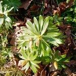 Eranthis hyemalis leaf picture by Erwin Petz (cc-by-sa)