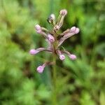 Platanthera psycodes flower picture by Vicki Brown (cc-by-sa)