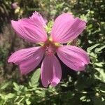 Malva olbia flower picture by Jon Gejo (cc-by-sa)