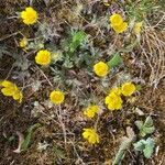 Potentilla heptaphylla habit picture by Ka Janine (cc-by-sa)