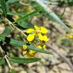 Heteropterys glabra flower picture by Trap Hers (cc-by-sa)