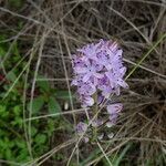 Prospero autumnale flower picture by Llandrich anna (cc-by-sa)