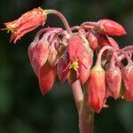 Cotyledon orbiculata flower picture by francois tissot (cc-by-sa)