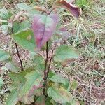 Prunus cerasifera habit picture by Tatiana Garcia (cc-by-sa)