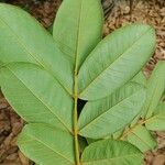 Ormosia arborea leaf picture by Thiago Flores Flores (cc-by-sa)