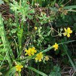 Potentilla inclinata flower picture by Ugoline Jacquot (cc-by-sa)