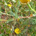 Glebionis coronaria habit picture by Maarten Vanhove (cc-by-sa)