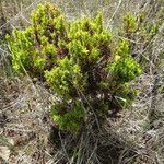 Hypericum juniperinum habit picture by Fabien Anthelme (cc-by-sa)