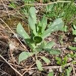 Cerinthe minor leaf picture by Gamba Karel (cc-by-sa)