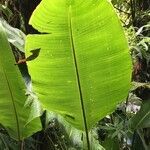 Heliconia monteverdensis leaf picture by Daniel Barthelemy (cc-by-nc)