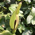 Arum maculatum fruit picture by David Hocken (cc-by-sa)