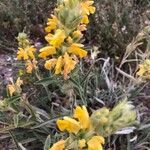 Phlomis lychnitis flower picture by Blanco Jesús (cc-by-sa)