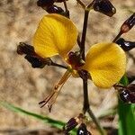 Aneilema johnstonii flower picture by susan brown (cc-by-sa)