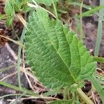 Lantana grisebachii leaf picture by Trap Hers (cc-by-sa)