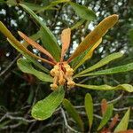 Pittosporum deplanchei flower picture by Richard Chesher (cc-by-sa)