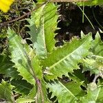 Leontodon filii leaf picture by François Garnotel (cc-by-sa)