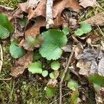 Galax urceolata leaf picture by Rick Snyder (cc-by-sa)