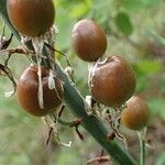 Asphodelus macrocarpus fruit picture by Yoan MARTIN (cc-by-sa)