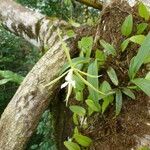 Epidendrum nocturnum habit picture by Gabriel Ollivier (cc-by-sa)