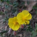 Fumana ericoides flower picture by Serge Fournier (cc-by-sa)