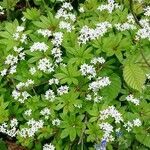 Galium odoratum flower picture by ivanka ivanka (cc-by-sa)