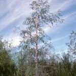 Nothofagus obliqua habit picture by Daniel Barthelemy (cc-by-nc)