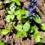 Ajuga reptans flower picture by Rob Hendriks (cc-by-sa)