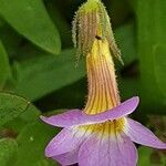 Gratiola linifolia flower picture by joselu_4 (cc-by-sa)