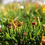 Phylloscirpus boliviensis habit picture by Fabien Anthelme (cc-by-sa)