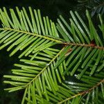 Abies grandis leaf picture by Kampf Robert (cc-by-sa)