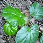 Begonia convolvulacea leaf picture by avila leticia (cc-by-sa)