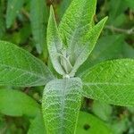 Buddleja davidii leaf picture by bibopalula (cc-by-sa)