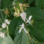 Lonicera maackii flower picture by Marissa Aldridge (cc-by-sa)