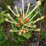 Schwartzia costaricensis fruit picture by Nelson Zamora Villalobos (cc-by-nc)