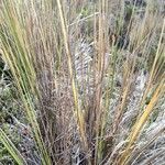 Calamagrostis recta leaf picture by Mariette Laumond (cc-by-sa)