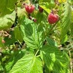 Rubus idaeus fruit picture by Denis Vanmol (cc-by-sa)