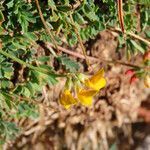 Coronilla vaginalis flower picture by Emanuele Santarelli (cc-by-sa)