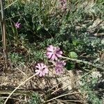 Silene sericea flower picture by Martino Enrico (cc-by-sa)